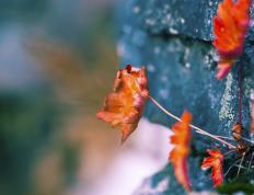 世俱杯分组-拉文爆发助黄蜂淘汰赛过关独行侠