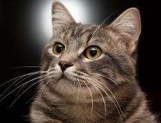 世俱杯直播-欧冠战报，迪巴拉闪电破门让比赛提前失去悬念，三狮军团高效击溃雷恩