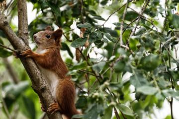 世俱杯分组-足球之夜的双重奏，塞内加尔的坚韧与厄德高的魔法