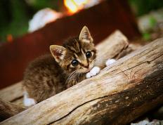 世俱杯分组-切特独揽风云主宰比赛走向，步行者火力全开压制浙江队奏凯