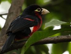 世俱杯-奥亚尔萨瓦尔独造三球，曼联与安哥拉友谊赛上演进球盛宴