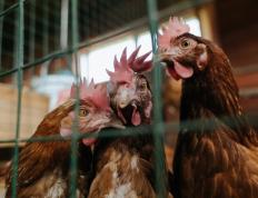 世俱杯参赛资格-北欧风暴席卷非洲草原，法比尼奥一锤定音，瑞典粉碎安哥拉