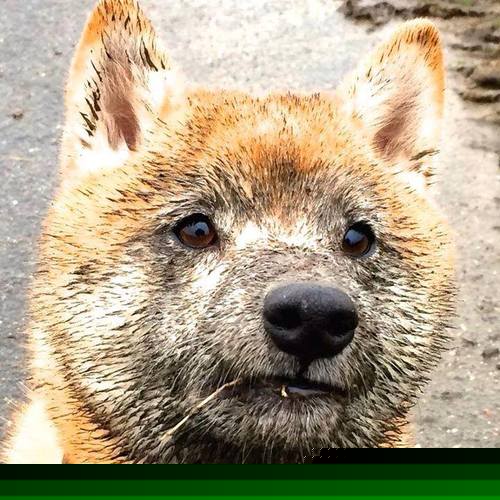 世俱杯直播-深圳队强势晋级力克公牛，约基奇关键先生虽败犹荣