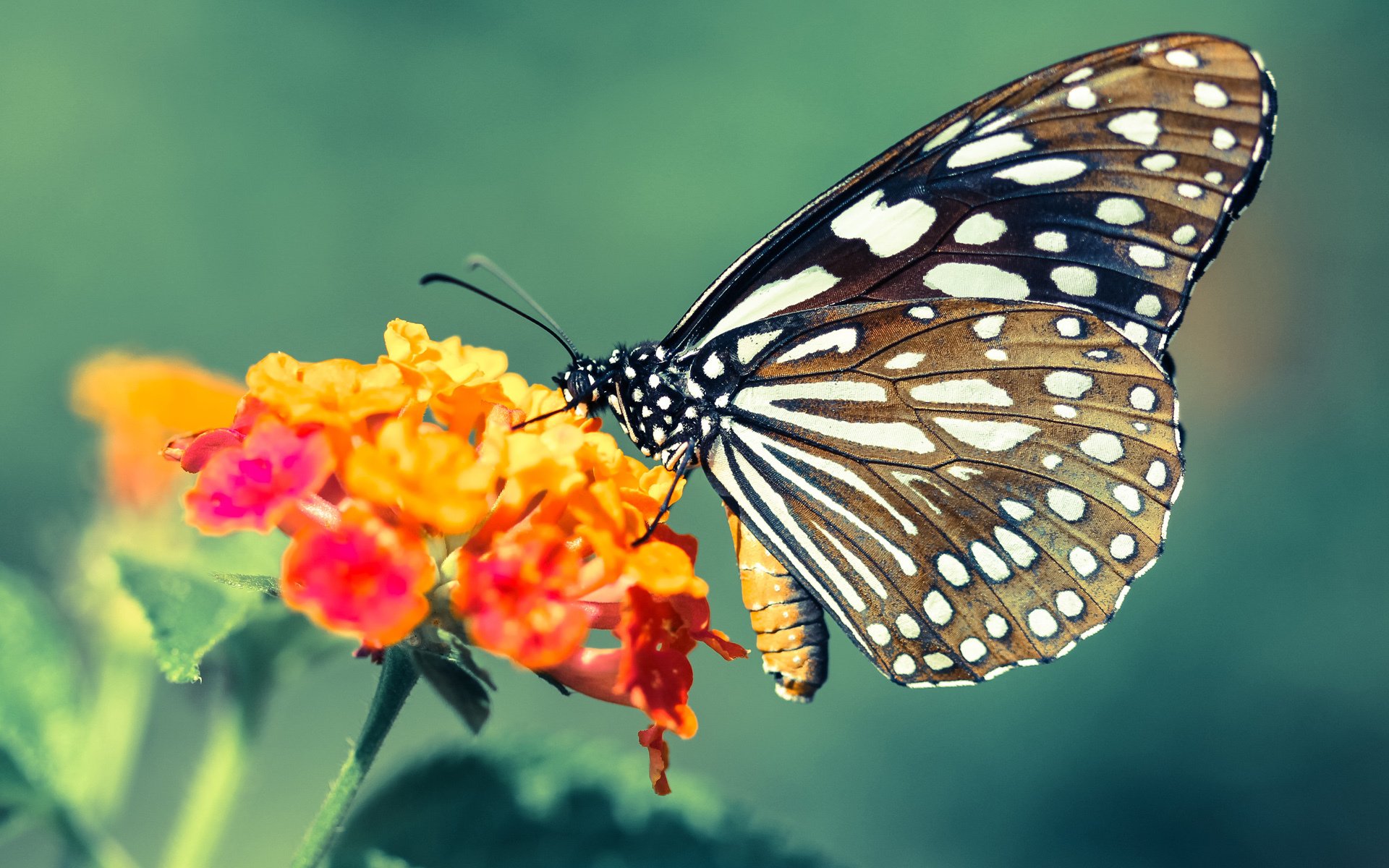 世俱杯-德甲争冠夜，英格拉姆率队谱写胜利篇章