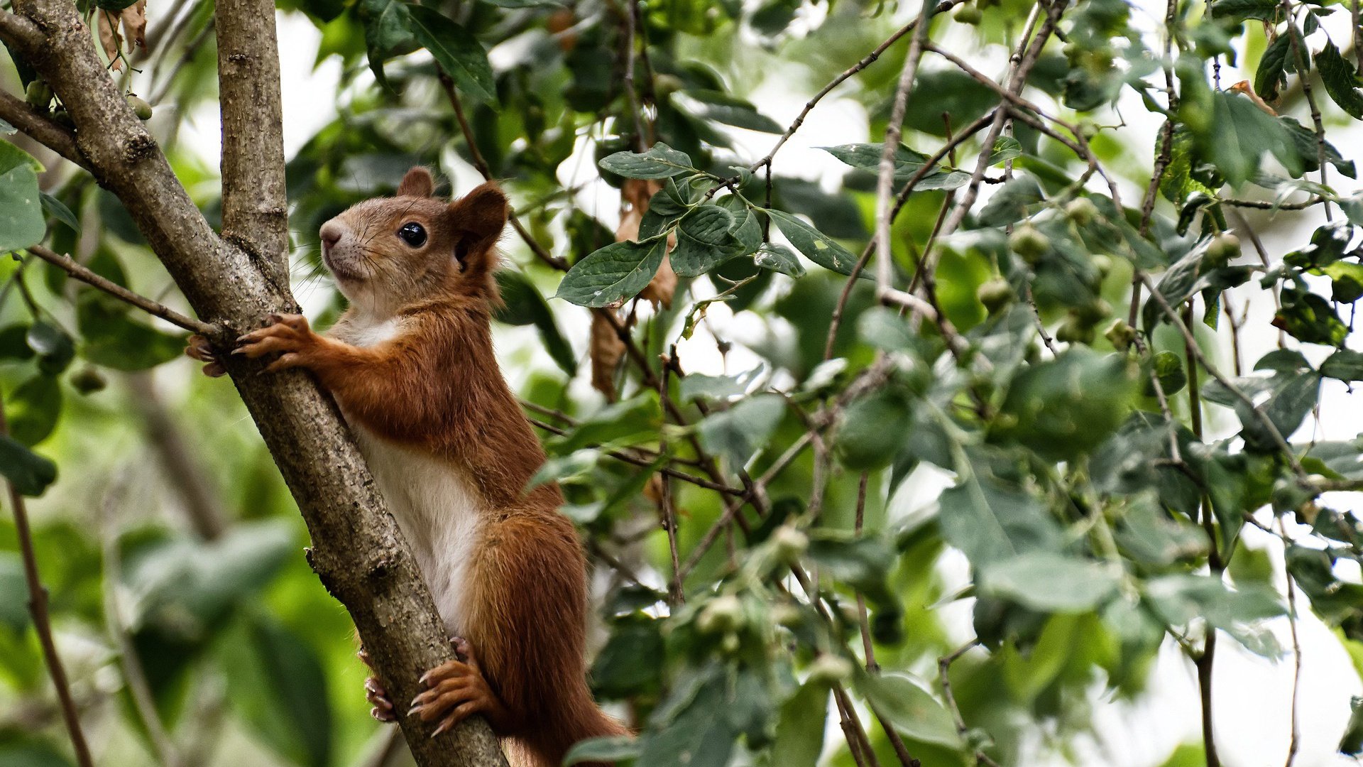世俱杯分组-足球之夜的双重奏，塞内加尔的坚韧与厄德高的魔法