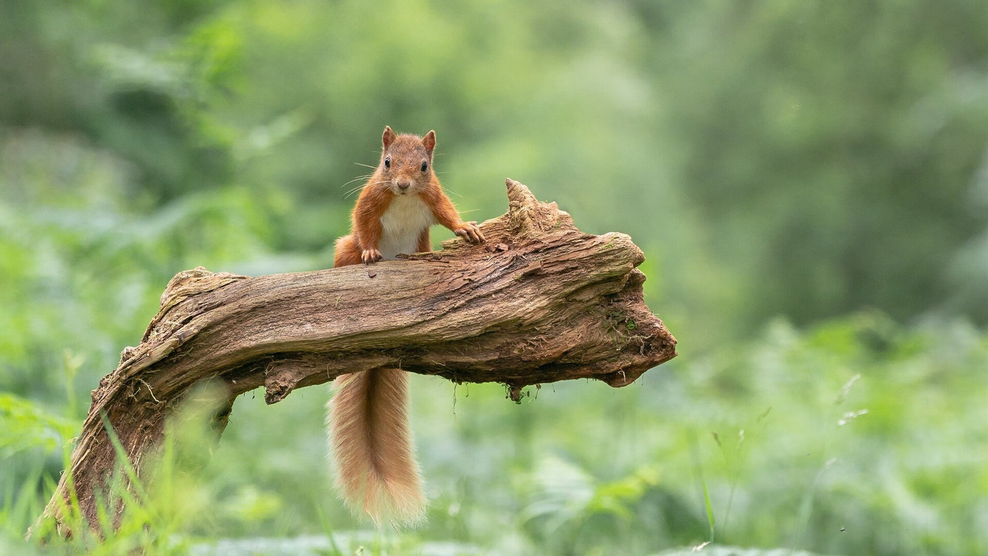世俱杯直播-冰火交融处，米切尔燃尽黎明