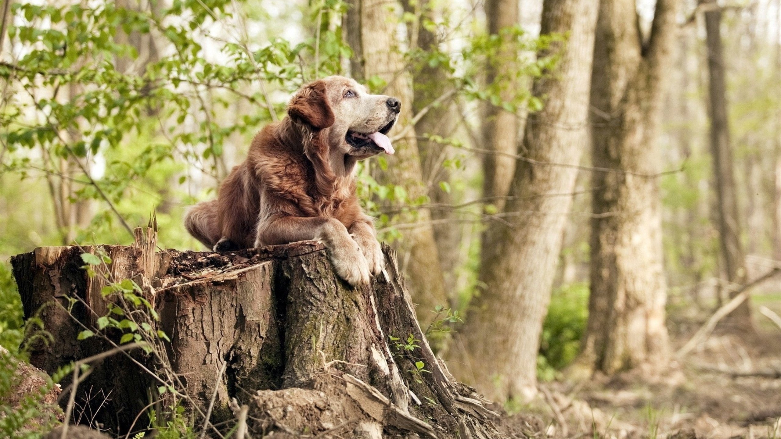 世俱杯2025-绞杀与突围，保罗用慢撕开森林狼的铁血防线