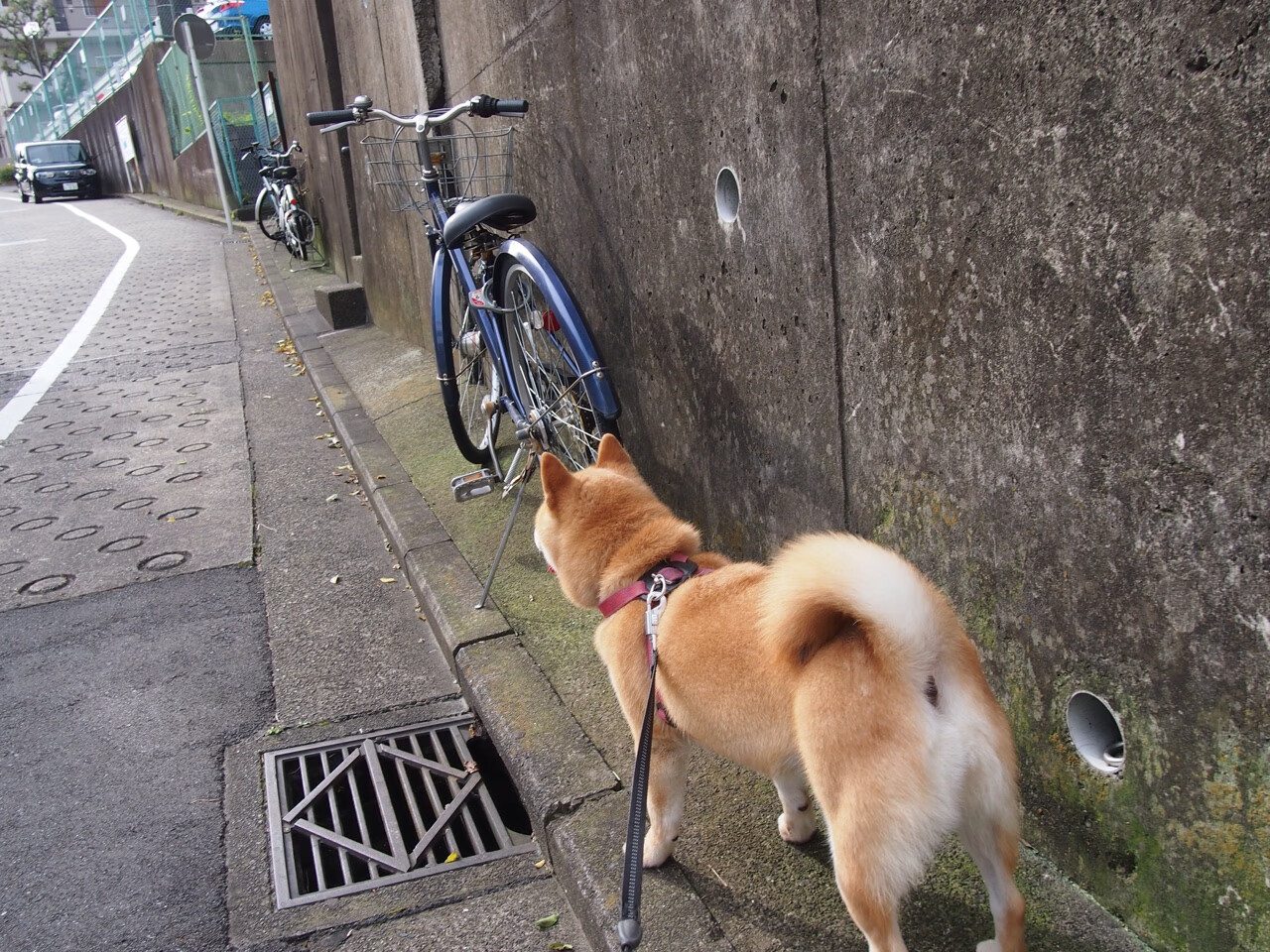世俱杯直播-卡瓦哈尔神兵天降！切尔西压哨绝杀曼联