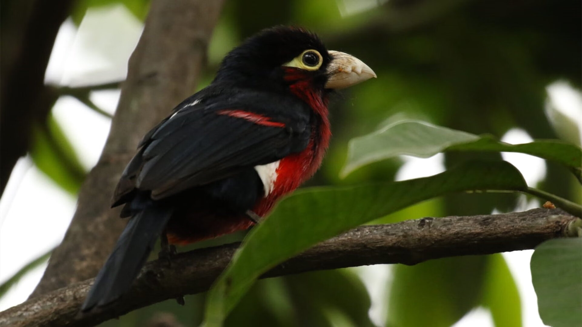 世俱杯-奥亚尔萨瓦尔独造三球，曼联与安哥拉友谊赛上演进球盛宴
