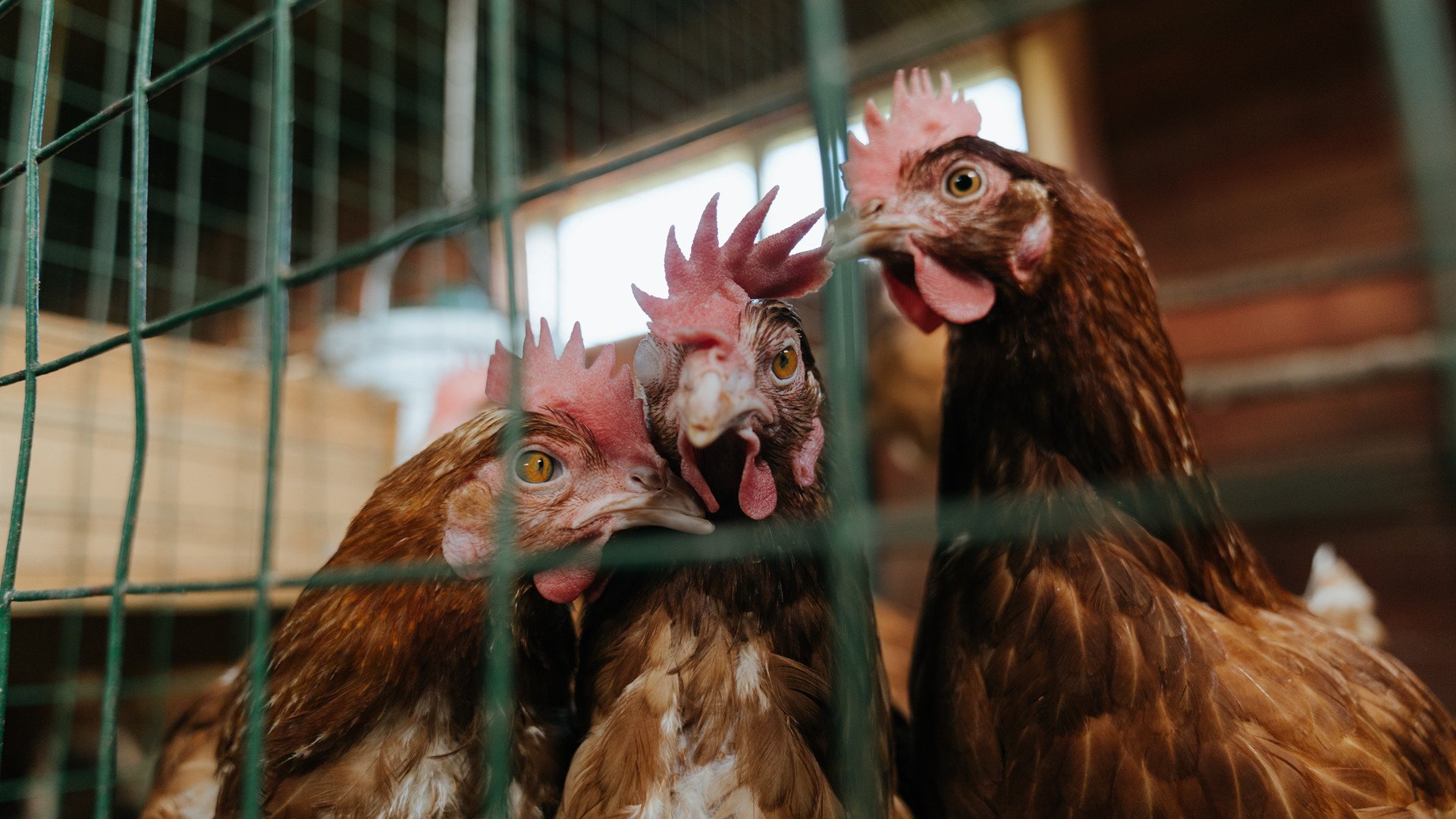 世俱杯参赛资格-北欧风暴席卷非洲草原,法比尼奥一锤定音,瑞典粉碎安哥拉
