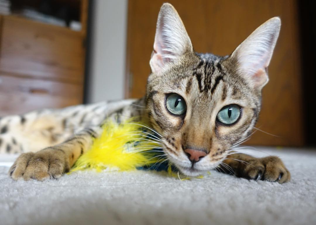 世俱杯奖金-塔图姆统治全场，爵士队轻取广东队迎季前赛首胜